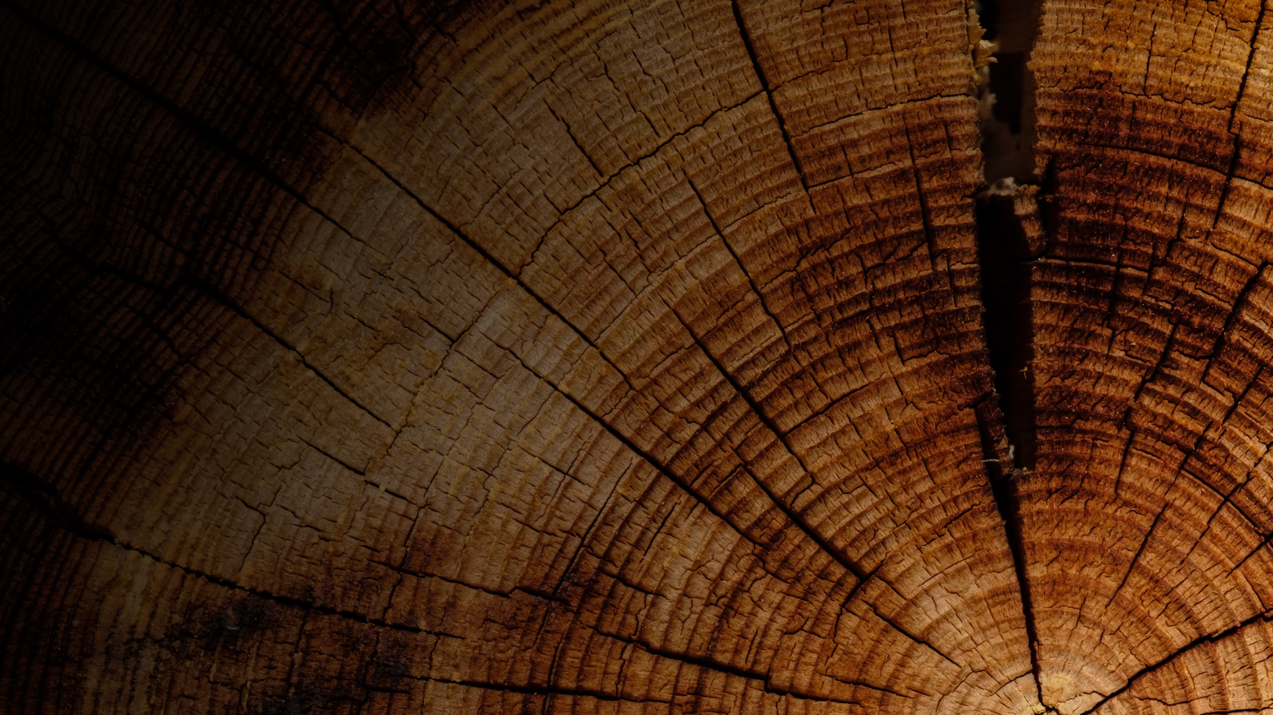 Породы дерева